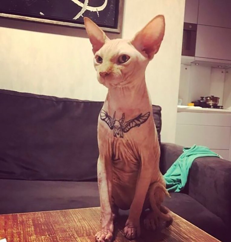 Кот сфинкс в наколках
