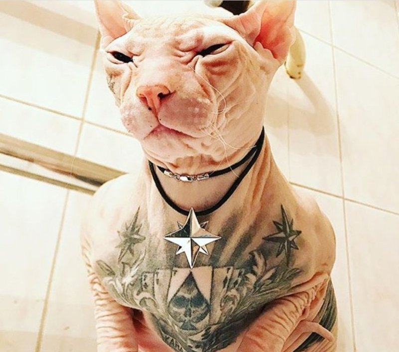 Кара файт лысый кот