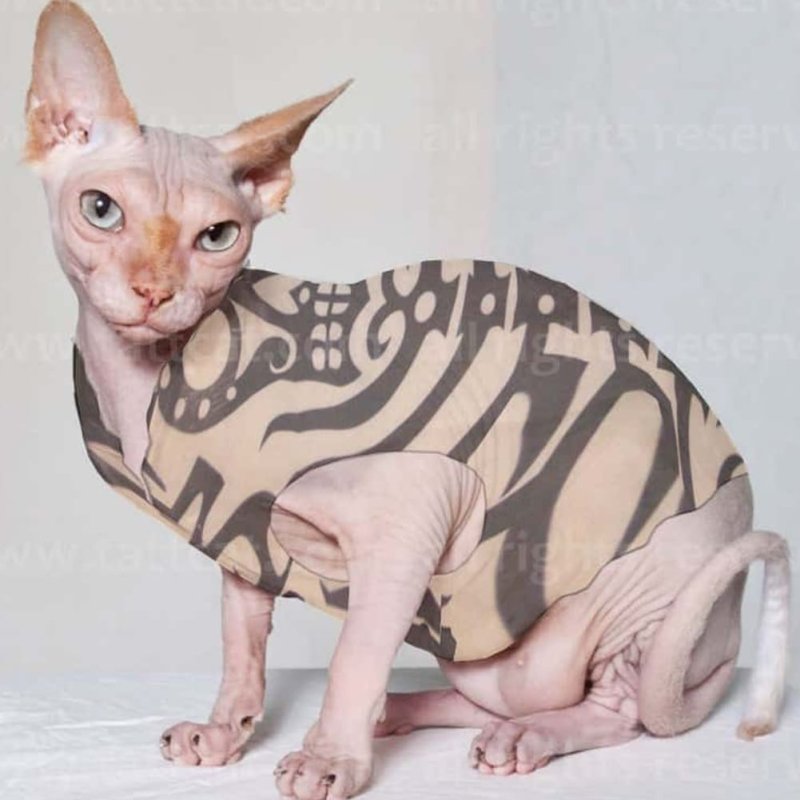 Кошки сфинксы Бамбино