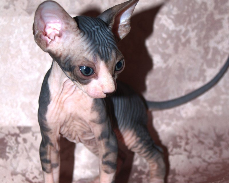 Кошки лысые котяра