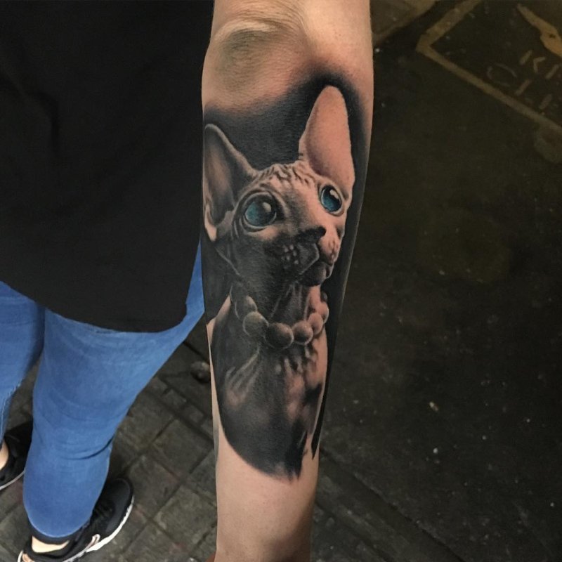 Кот сфинкс тату