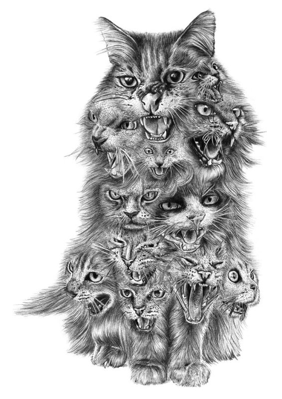 Тату британский кот