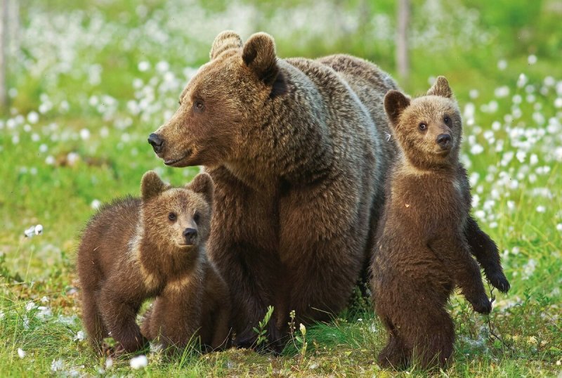 Тату медведь в цвете