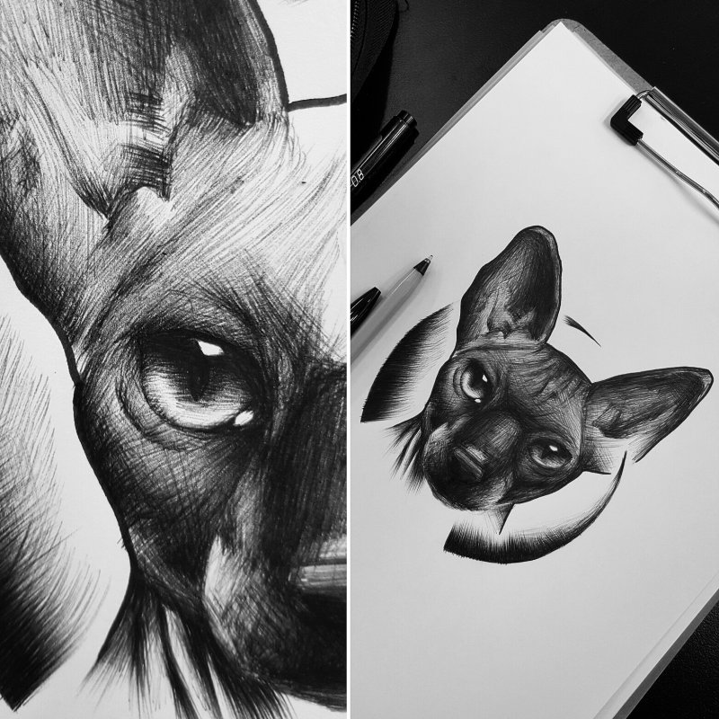 Кот сфинкс тату