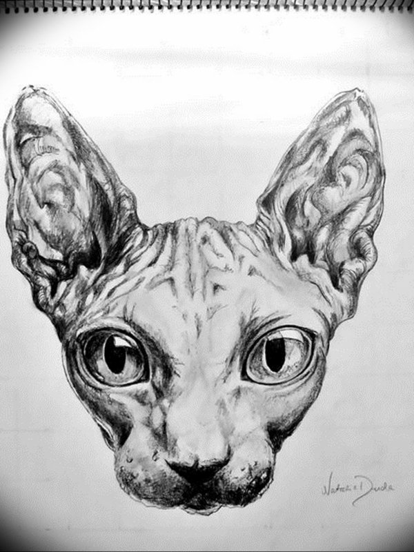 Кот сфинкс эскиз