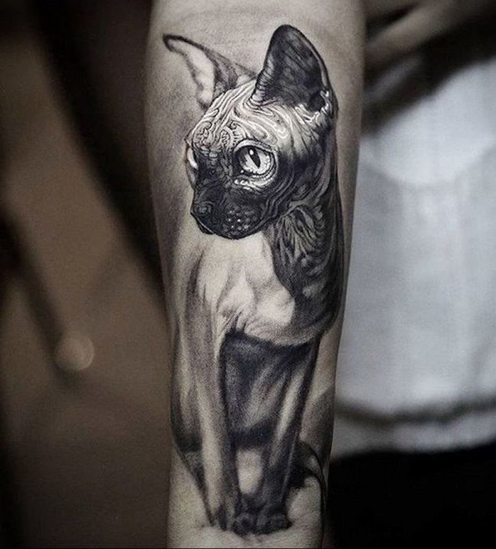 Кот сфинкс тату