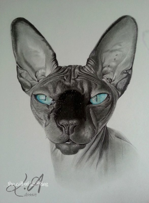 Череп кота эскиз
