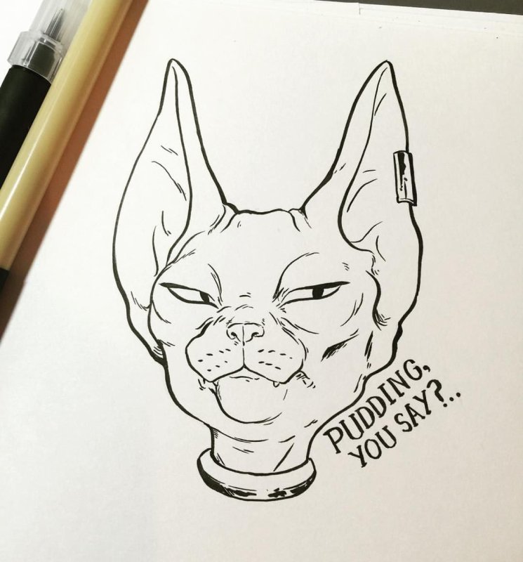 Кошка сфинкс рисунок