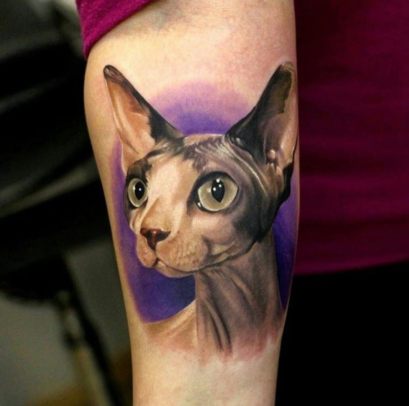 Кошка сфинкс рисунок тату