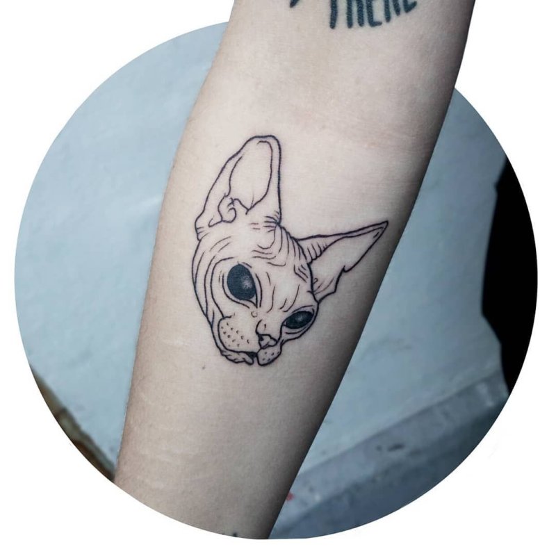 Татуированная кошка сфинкс