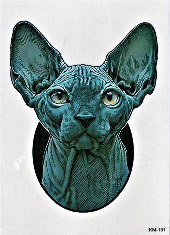 Кот сфинкс с татуировками