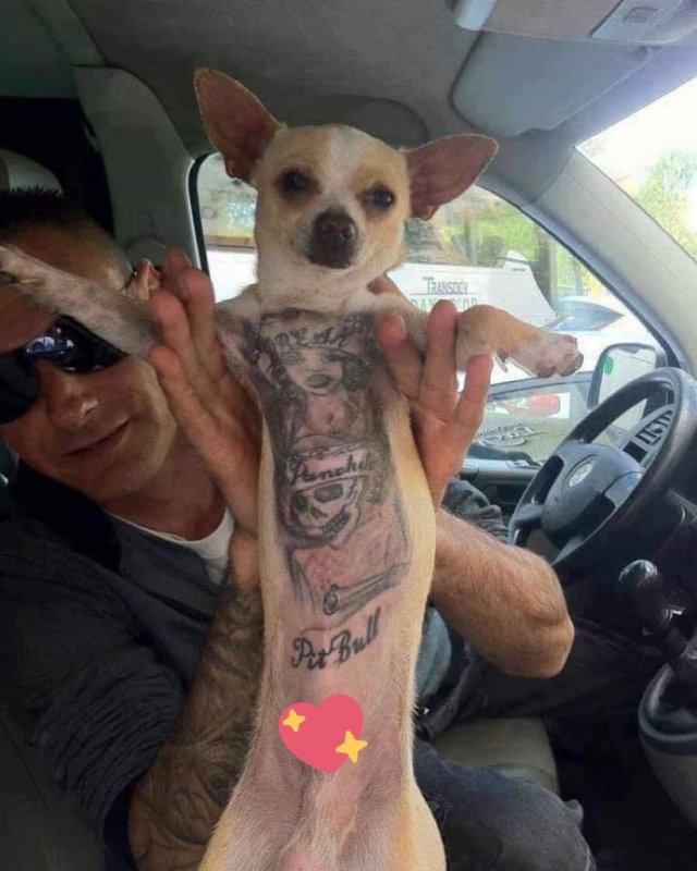 Тату кошки для девушек