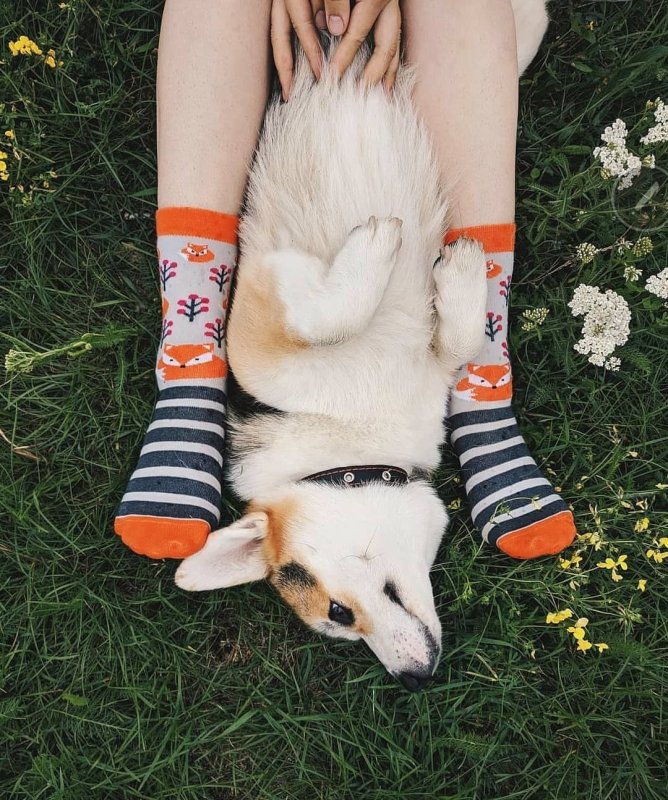 Девушка гуляет с корги