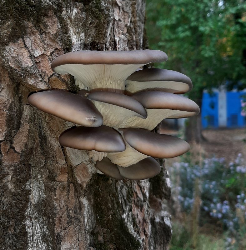 Вешенка поздняя Panellus serotinus