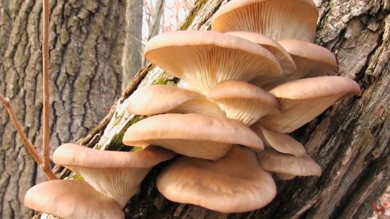 Вёшенка устричная (Pleurotus ostreatus)