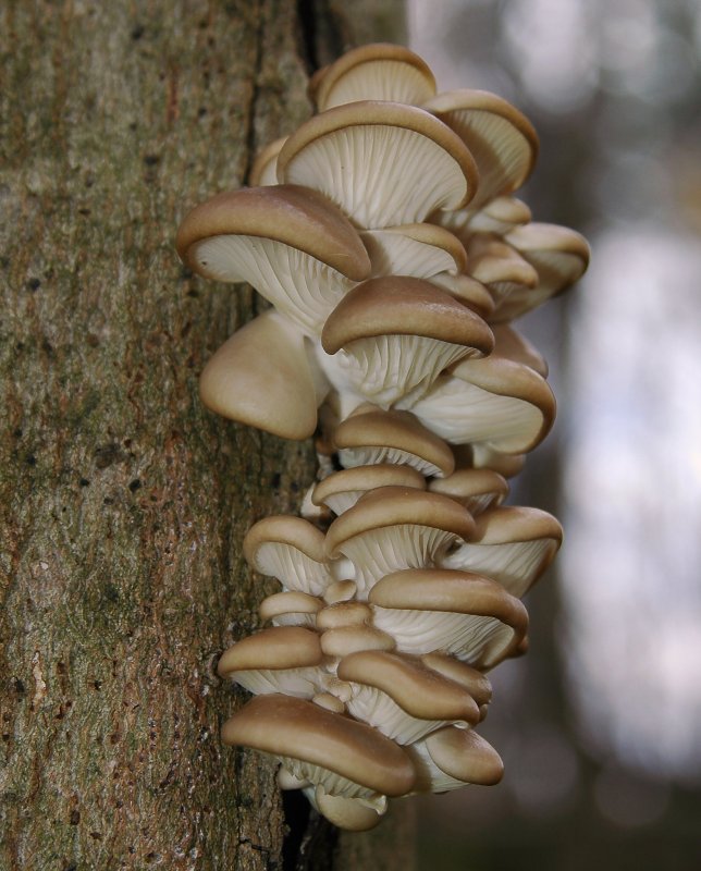 Вешенка обыкновенная (Pleurotus ostreatus)