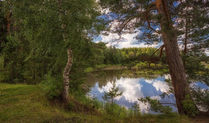 Леса Костромы и Костромской области