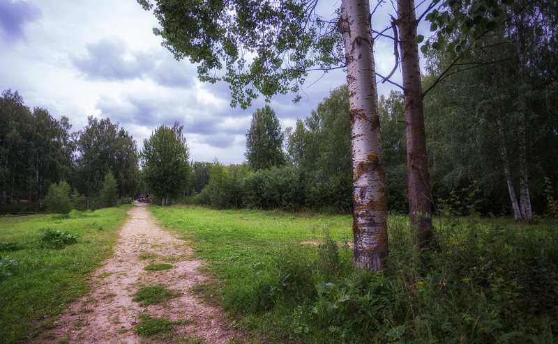 Тайга Костромская область
