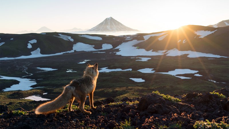 Дикая природа России National Geographic