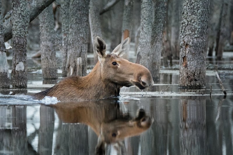 «Дикая природа России: Сибирь», National Geographic